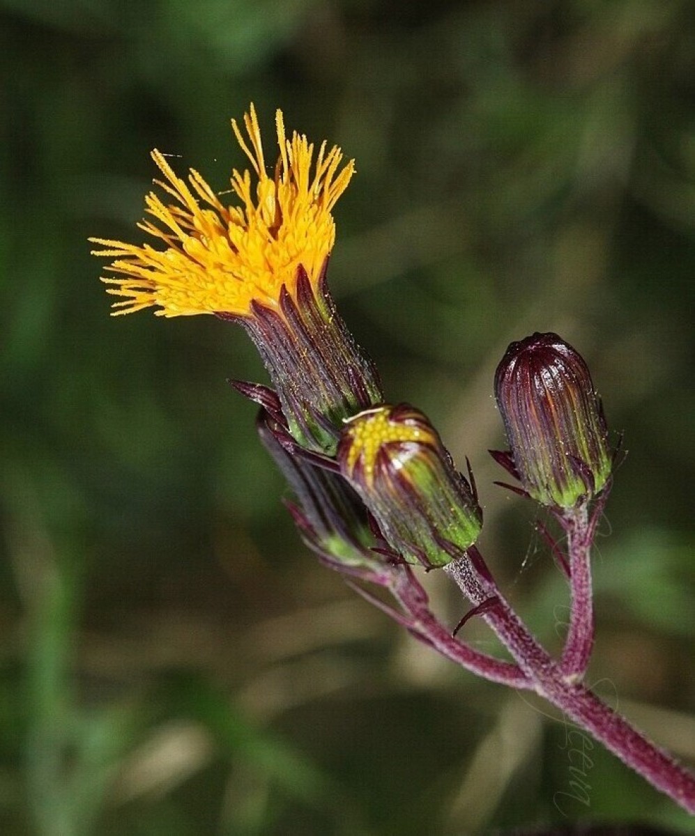 Gynura lycopersicifolia DC.